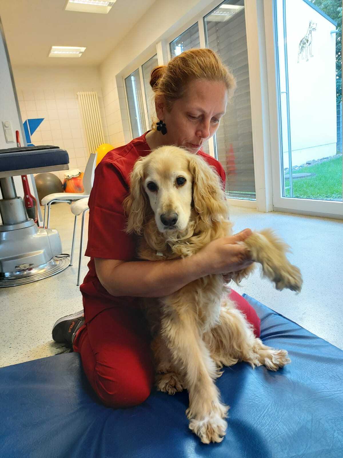 физиотерапия для собак Дино Зоо