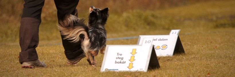 Paklausības rallijs