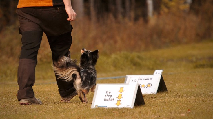 Paklausības rallijs jeb “Rally Obedience”