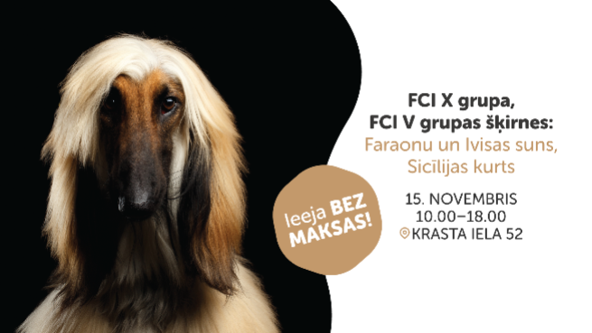 FCI X grupa, FCI V grupas šķirnes: Faraonu un Ivisas suns, Sicīlijas kurts