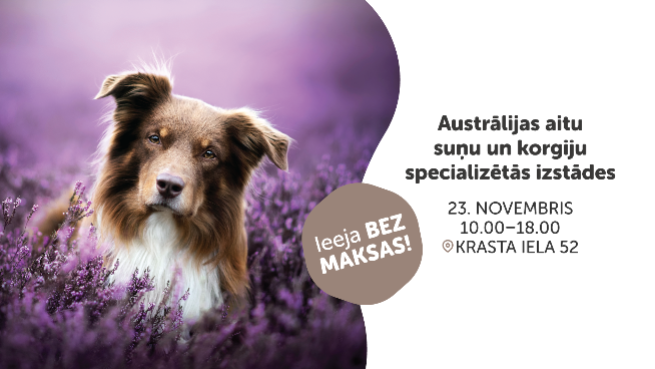 Austrālijas aitu suņu un korgiju specializētās izstādes