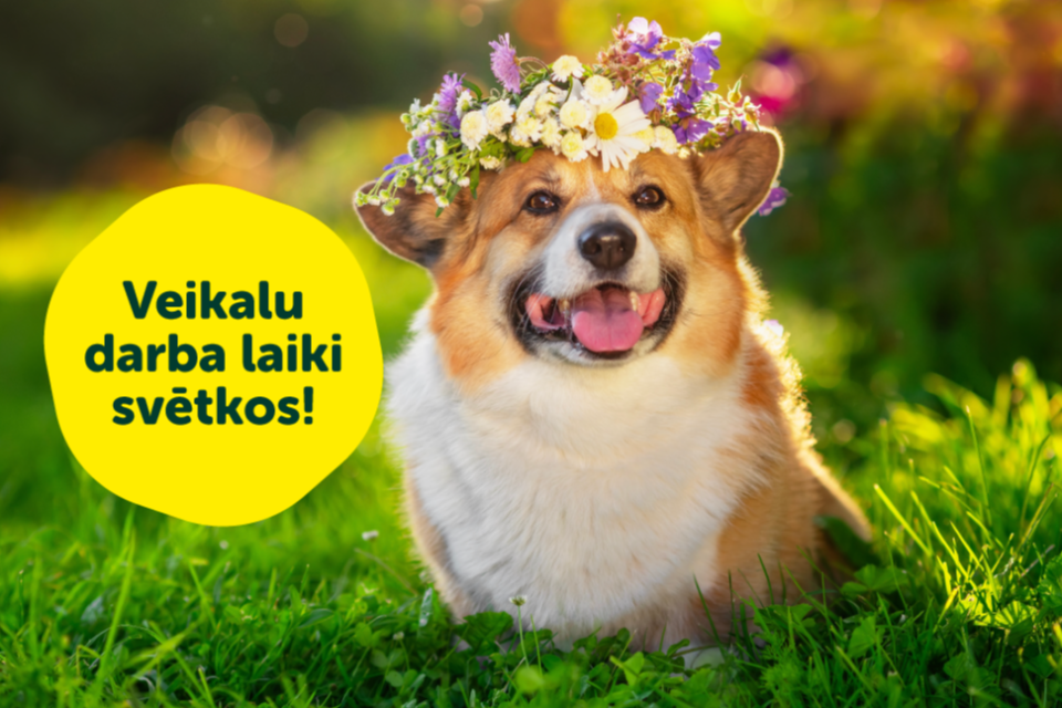 Dino Zoo veikalu darba laiki Līgo un Jāņu svētkos!
