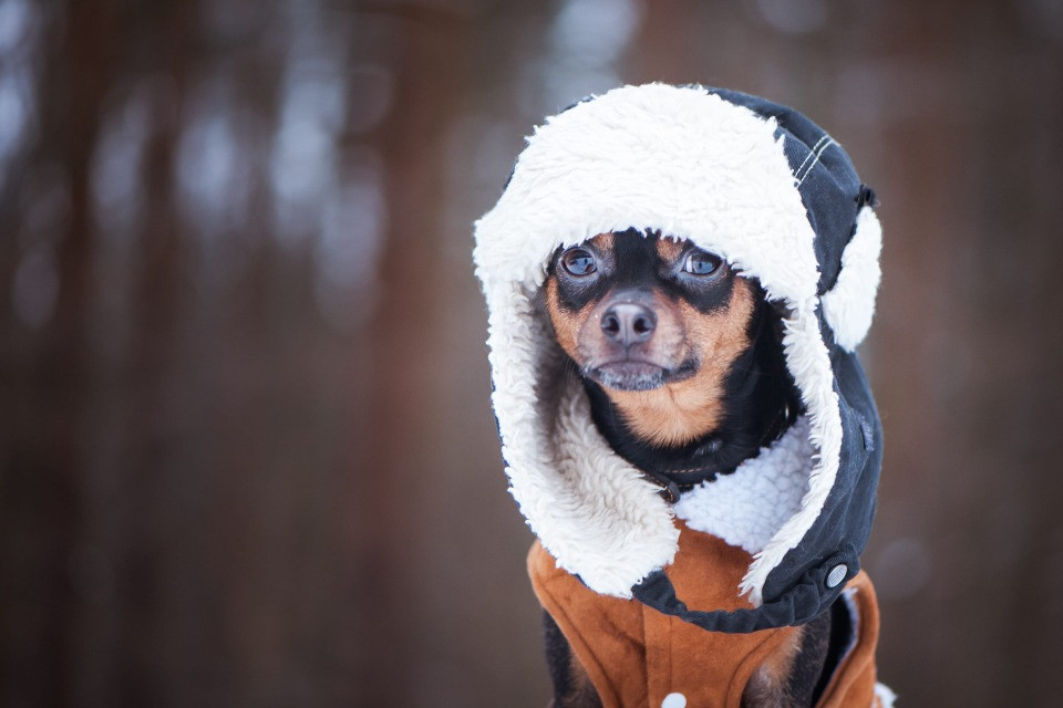 Kā izvēlēties sunim piemērotu apģērbu?