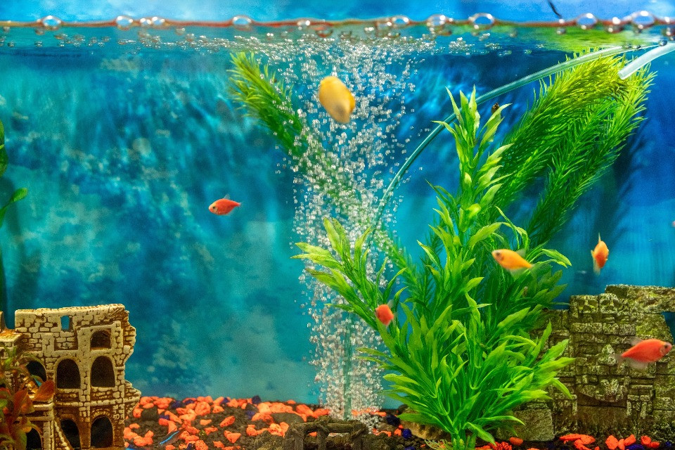 Akvārija tīrīšana: kā uzturēt akvārija ūdens vidi ilgtermiņā