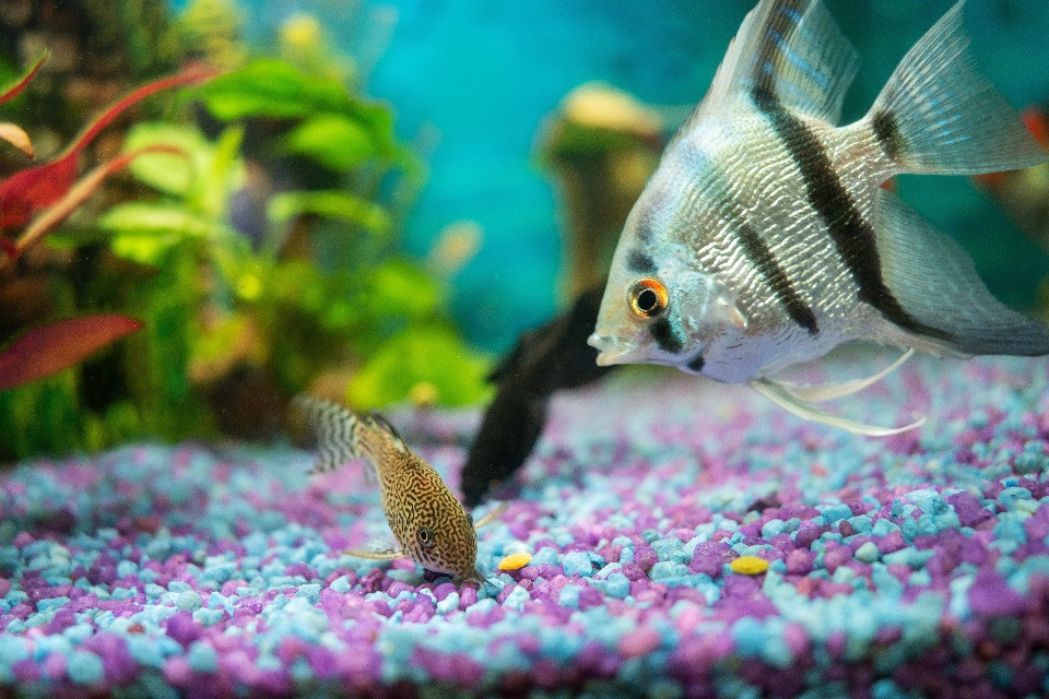 Kā barot akvārija zivis: ieteikumi un padomi