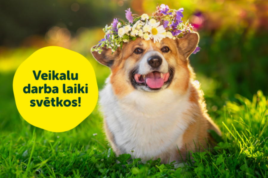 Dino Zoo veikalu darba laiki Līgo un Jāņu svētkos!