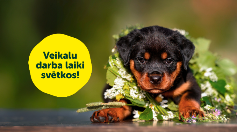 Dino Zoo veikalu darba laiki Līgo svētkos!