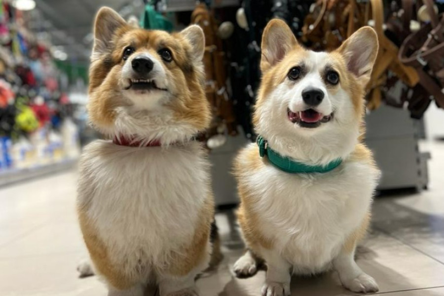 Jaunums no DAS LEDERBAND - vācu kvalitāte un izcilības standarts