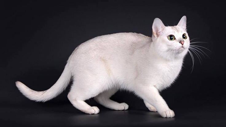 Burmilla (Burmilla)