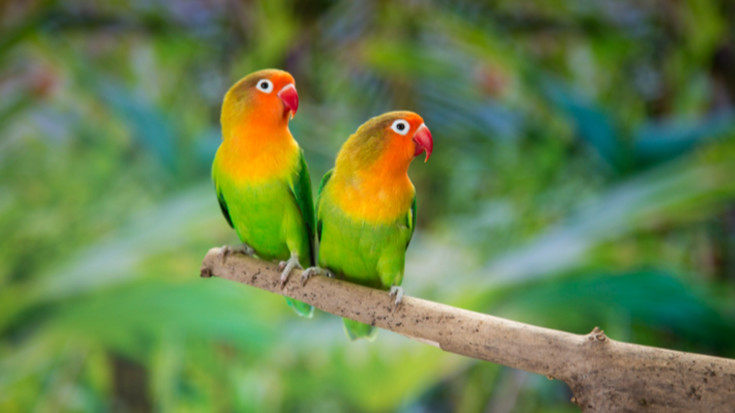 Zaļspārnis (Agapornis spp.)