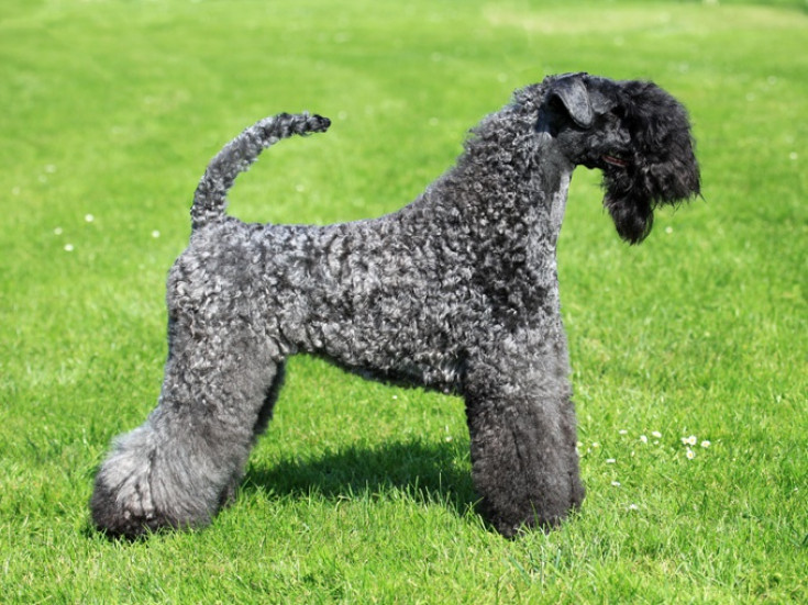 Keriblū terjers (Kerry Blue Terrier)