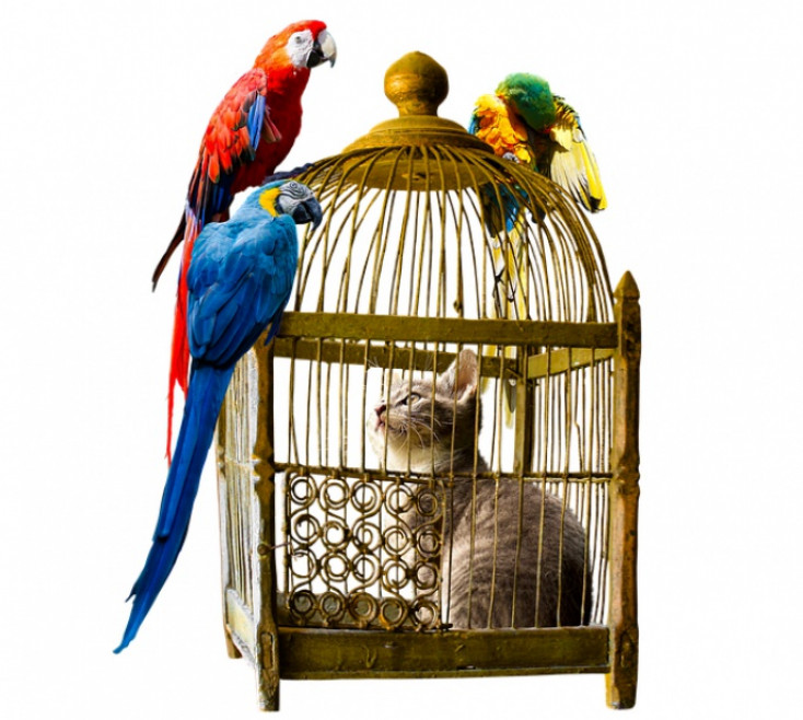 Kā padarīt interesantu papagaiļa ikdienu