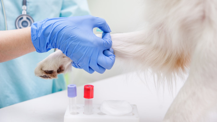 Laboratoriskie izmeklējumi mājdzīvniekam