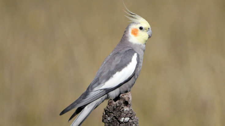 Korella (Nymphicus hollandicus)
