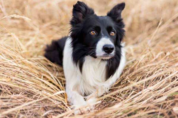 Borderkollijs (Border Collie) | DinoZoo