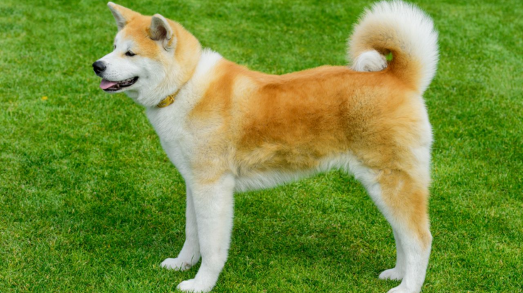 Akita-inu (Japanese Akita Inu)