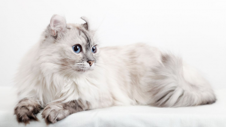 Amerikāņu sprogausu kaķis (American Curl)