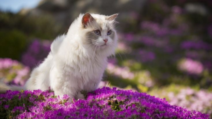 Birmas kaķis (Sanct Birman)