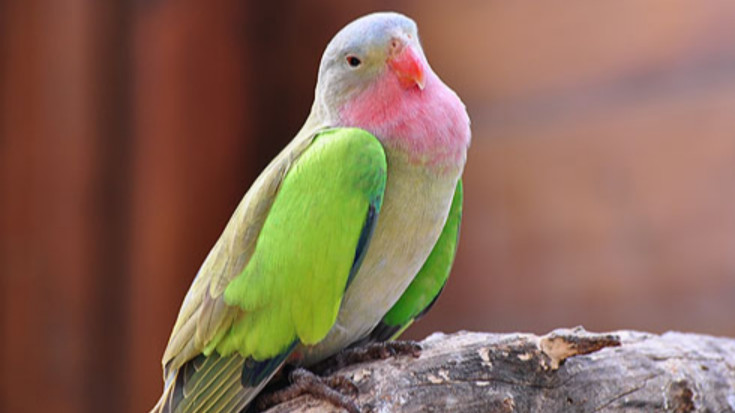 Princeses Aleksandras papagailis (Polytelis alexanderae)