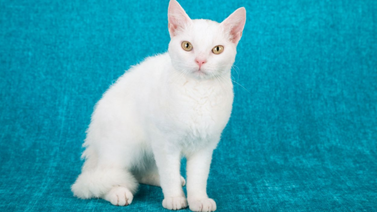 Amerikas asspalvainais kaķis (American Wirehair)