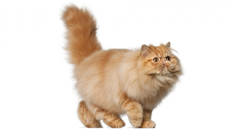 Persijas kaķis (Persian)