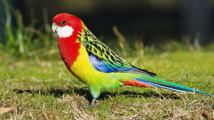 Rozella (Platycercus spp.)