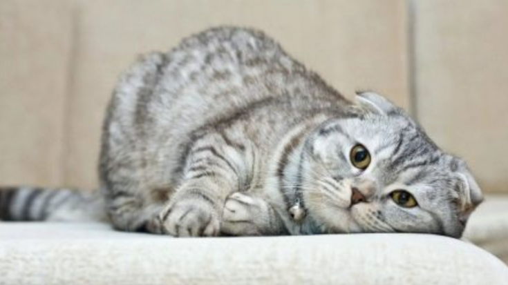 Skotu nokareno ausu kaķis (Scottish Fold)
