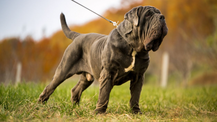 Neapoles mastifs (Mastino Napoletano)