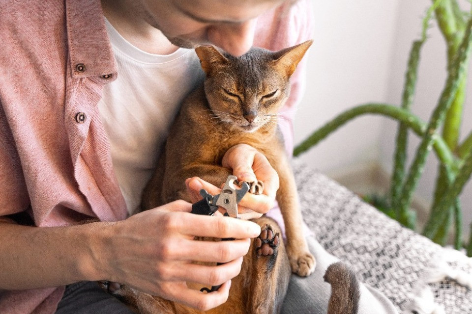 Как ухаживать за ногтями кошки?