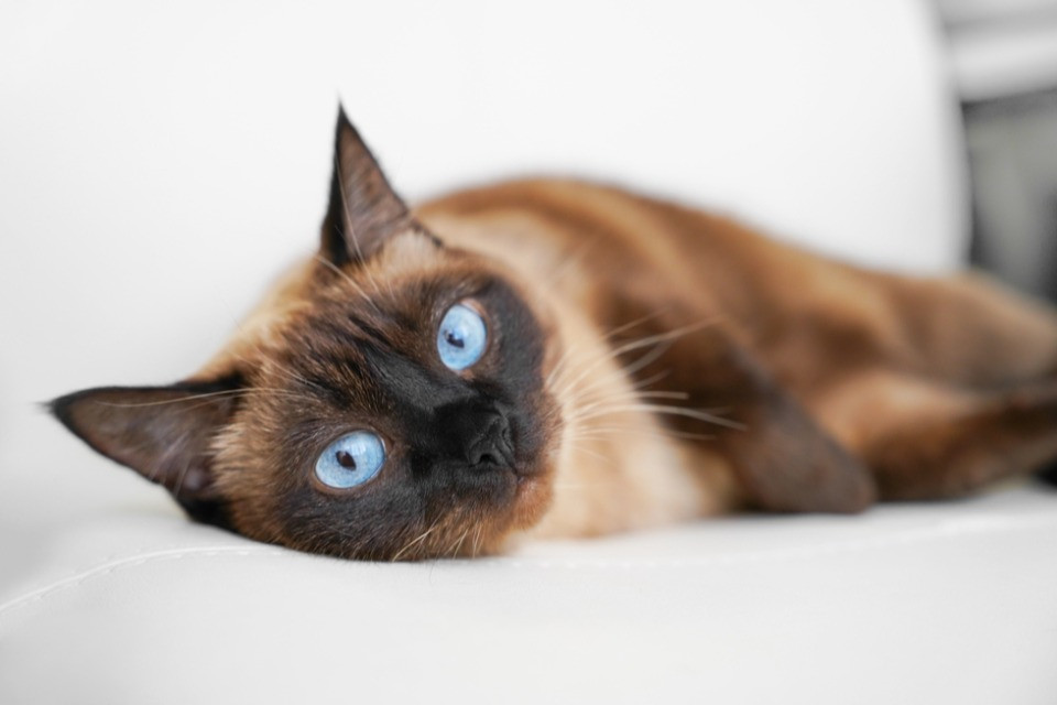 Сиамская кошка