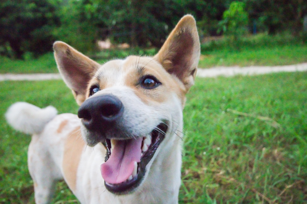 Как научиться понимать язык тела собаки? | DinoZoo