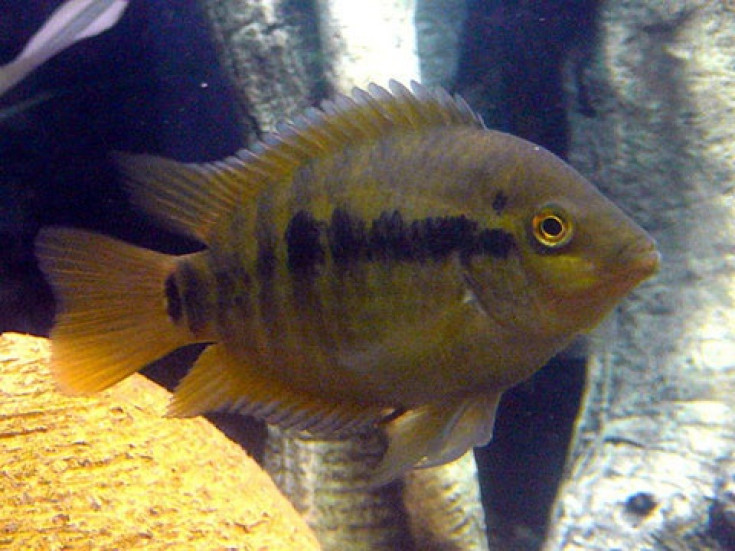 Цихлиды (Cichlasoma)