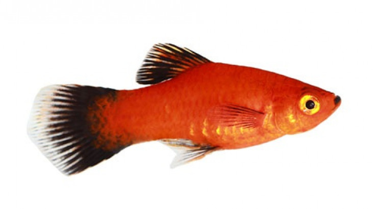 Живородящие (Peocilia)