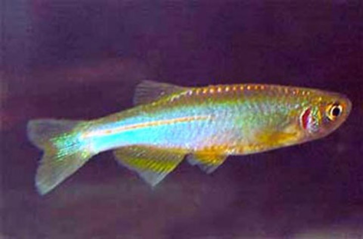 Карпообразные (Cypriniformes)