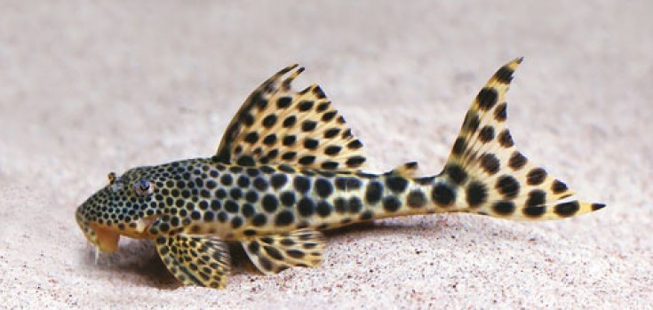 Сомики (Silurus)