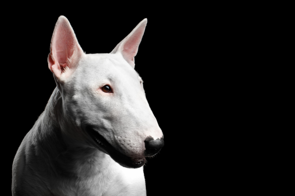 Бультерьер: фото галлерея собаки - лучшие фото и изображения породы бультерьер