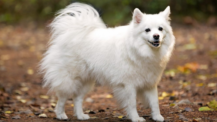 Американский эскимосский шпиц (American Eskimo)