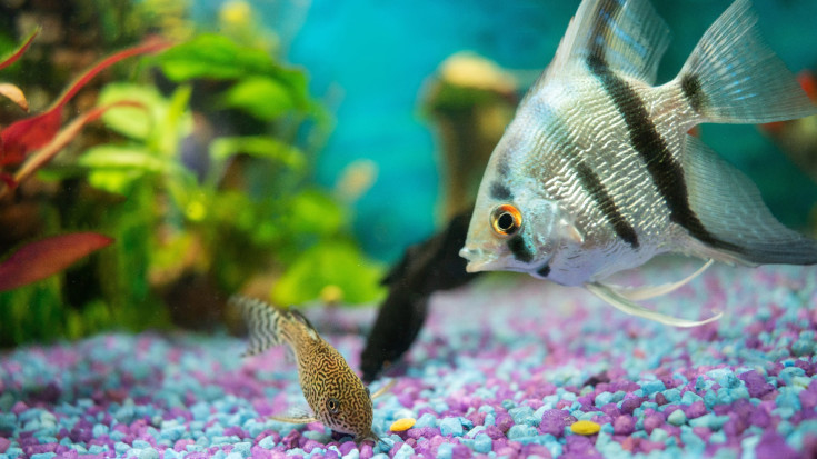 Как кормить аквариумных рыбок: советы и рекомендации