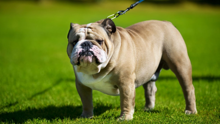Английский бульдог (Bulldog / English Bulldog / British Bulldog)