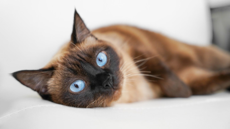 Сиамская кошка (Siamese)