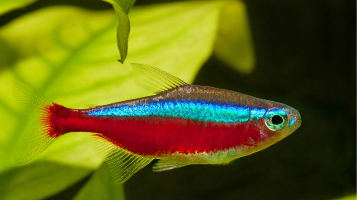 Харацины (Characiformes)