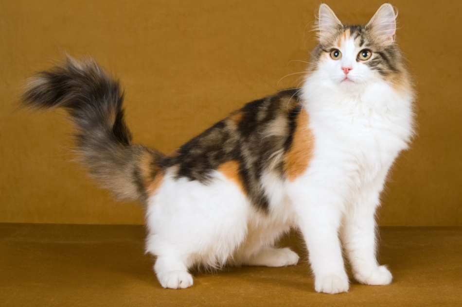 Шубы из рыси и рысевидной кошки: легкие, пушистые, теплые и не очень ноские