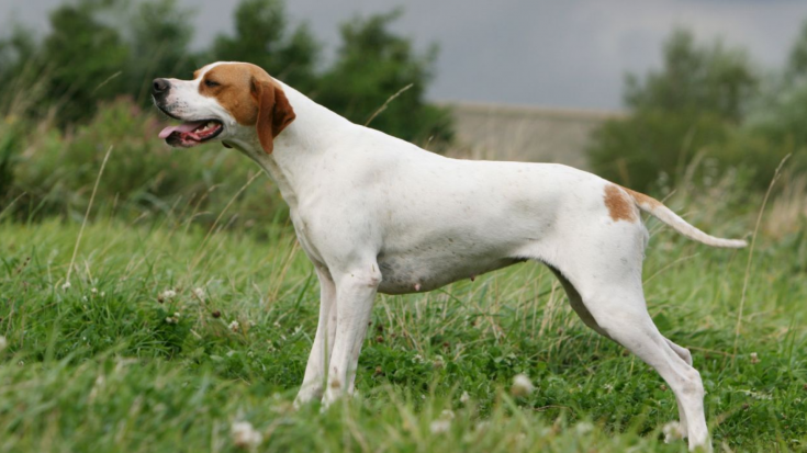 Английский пойнтер (Pointer)