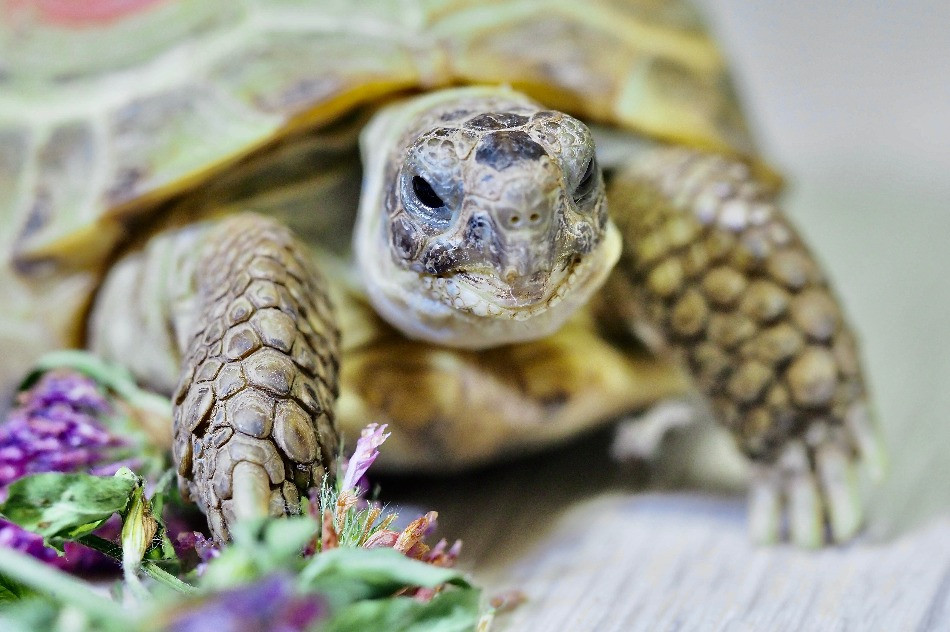 Правила содержания и кормления среднеазиатской степной черепахи