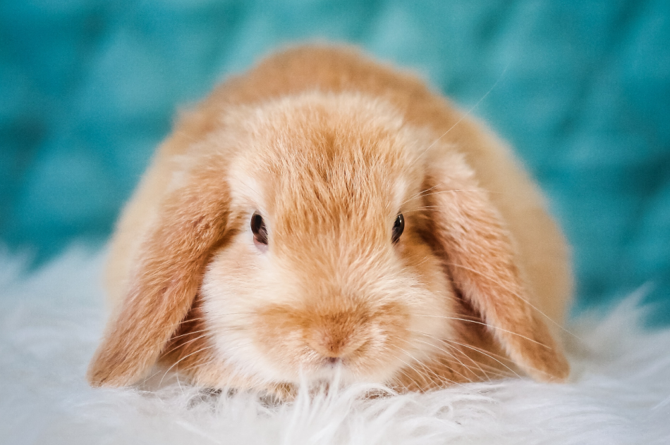 Калифорнийский кролик — описание породы