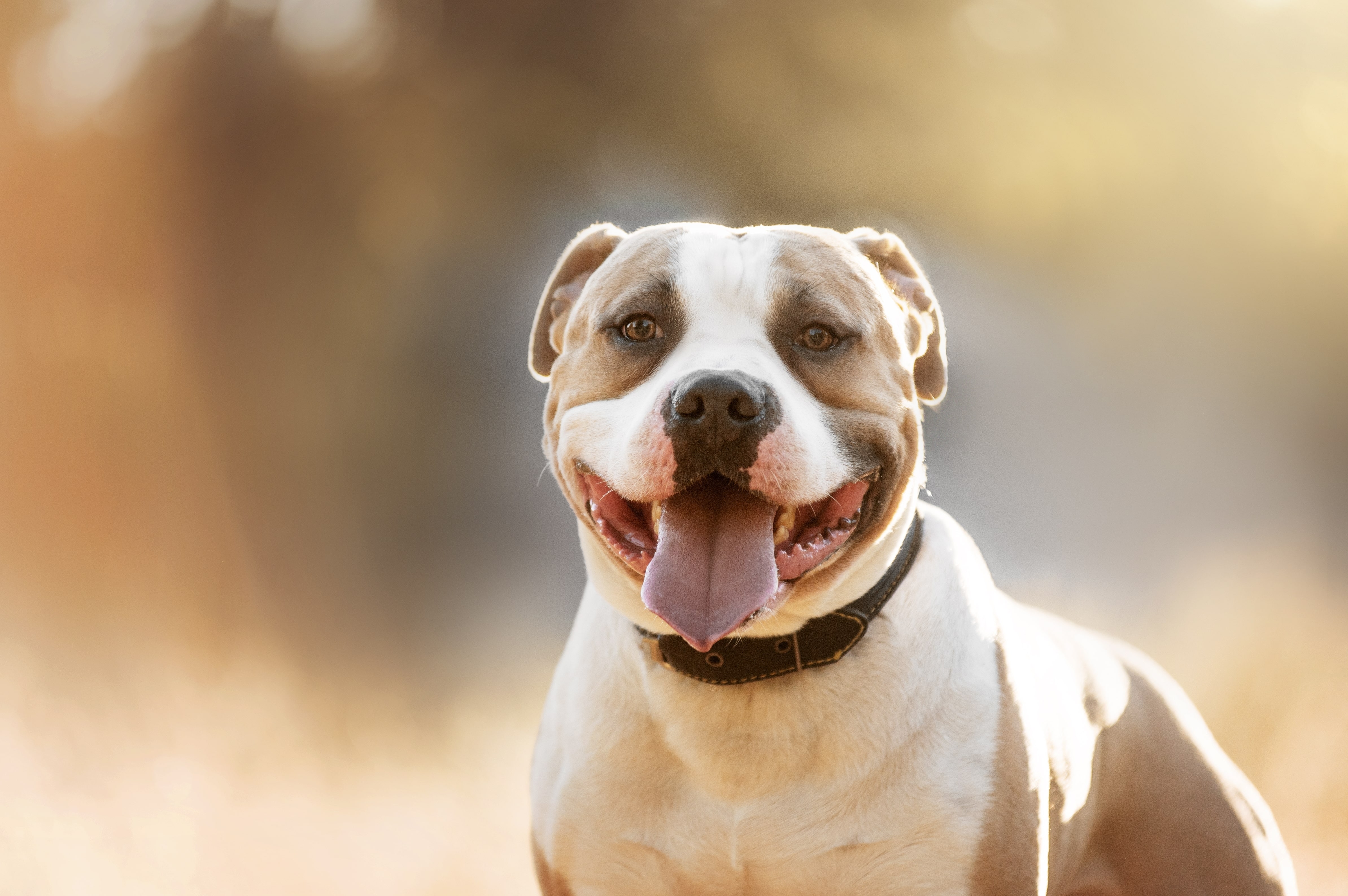 attēls ar gaišu zuni