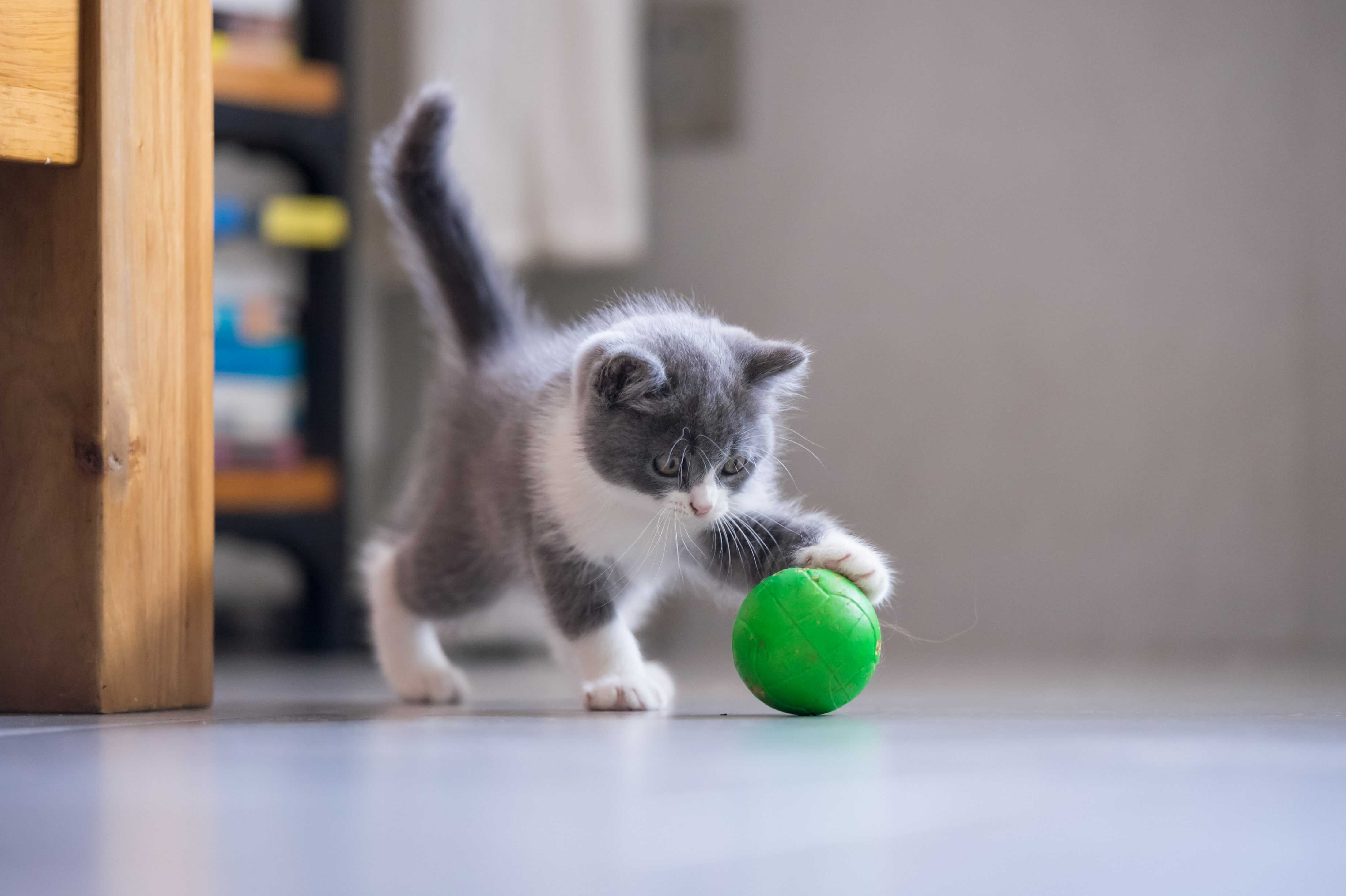 Лотков котик играет. Котенок с мячиком. Мячики для кошек. Котенок играет. Мяч с котенком.