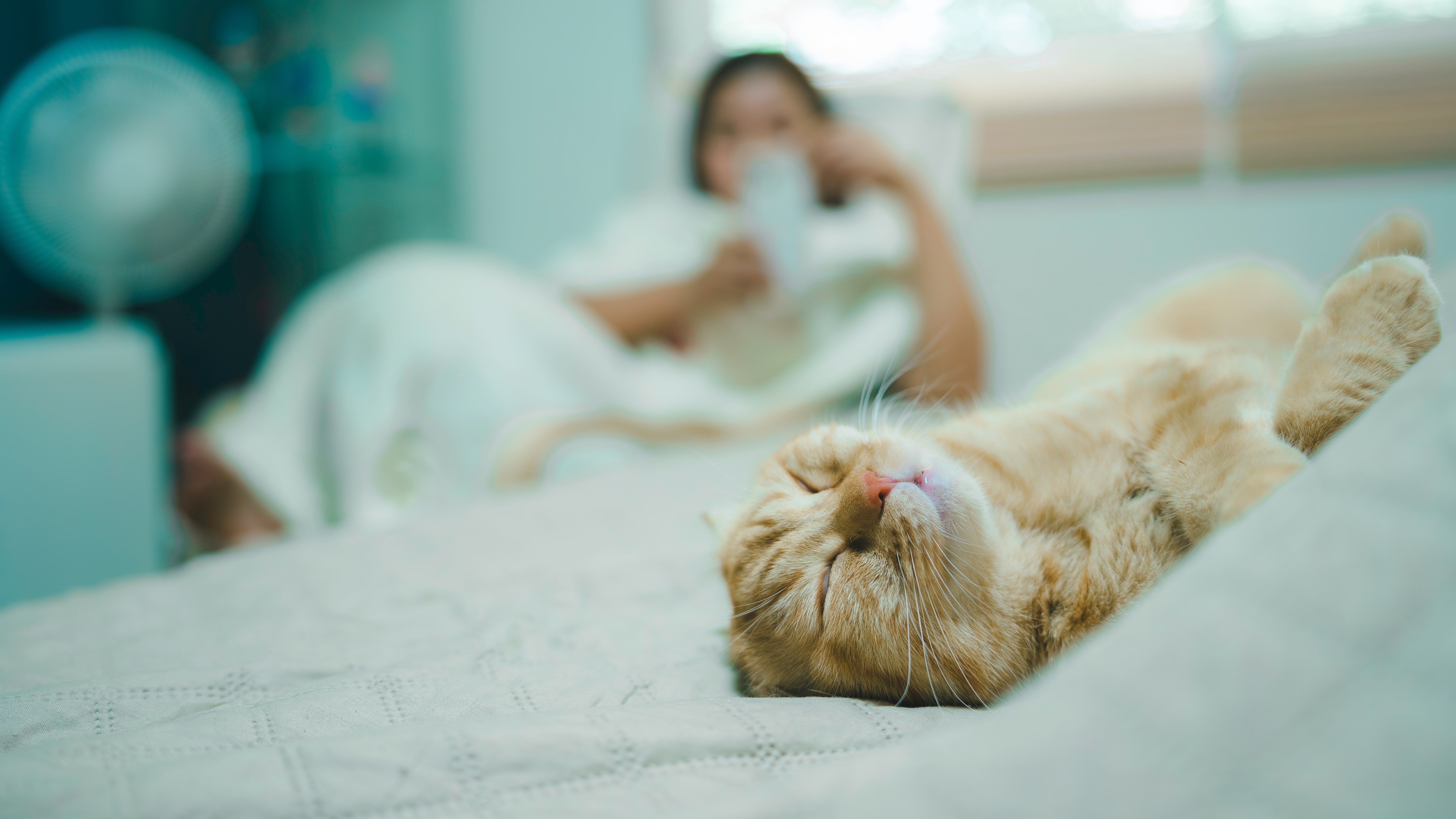 Attēls ar kaķi, kas guļ