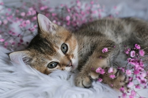 Bilde ar mazu kaķi ziedu fonā