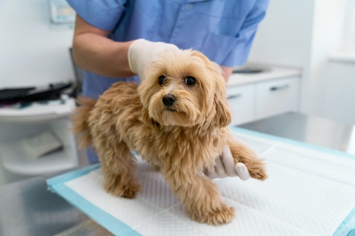 Bilde ar brūnu suni pie veterinārārsta.